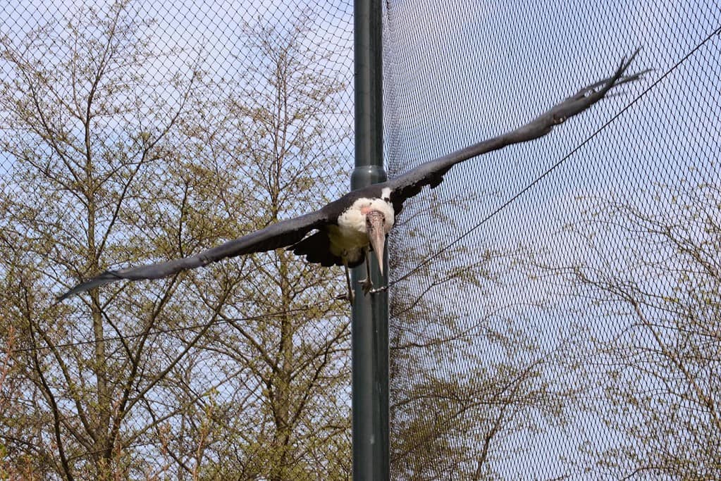 Markus Fotografie - Blijdorp 2015