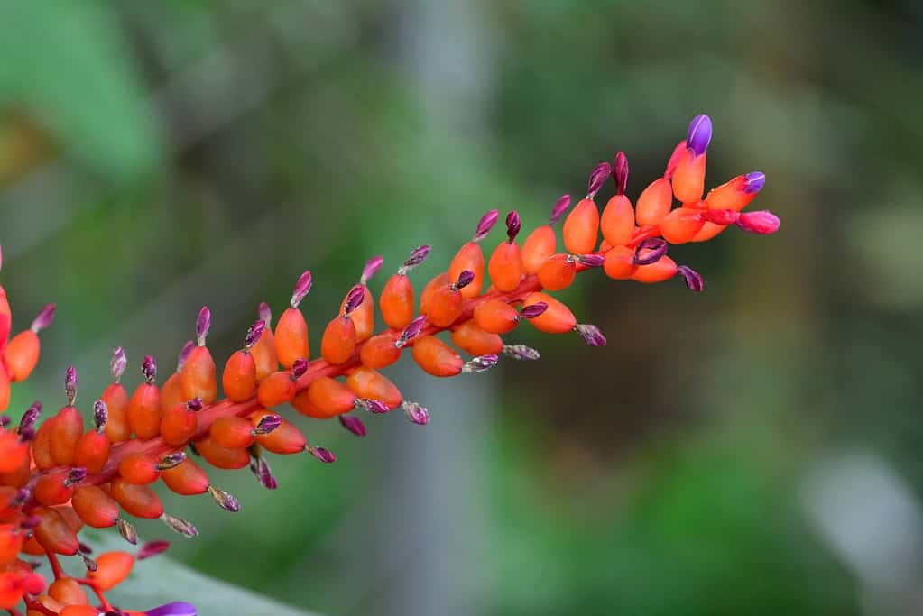 Markus Fotografie - Botanische Tuin Delft 2020