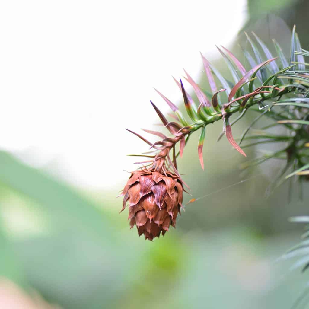 Markus Fotografie - Botanische Tuin Delft 2020