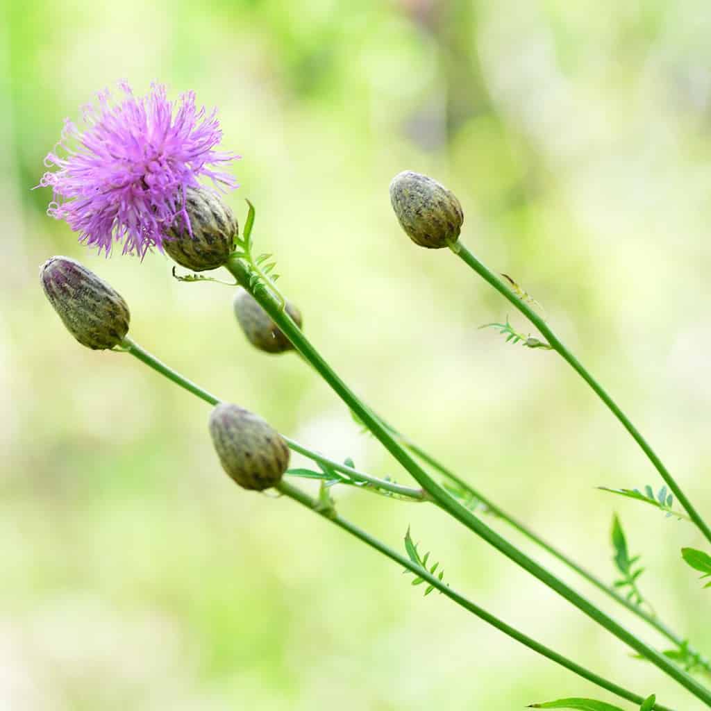 Markus Fotografie - Botanische Tuin Delft 2020