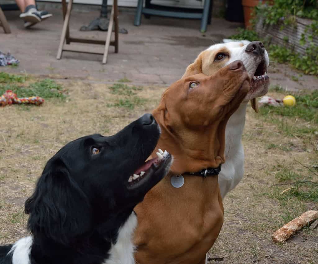 Markus Fotografie - Drie honden 2023